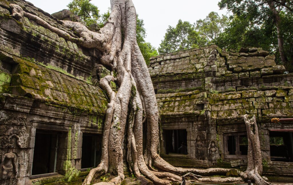 Trees clinging to the ruins of Ta Prohm, Cambodia